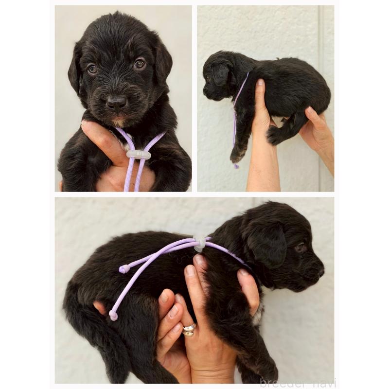 販売中の長野県のミックス犬-395402