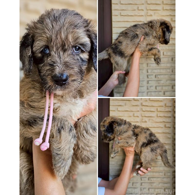 商談中の長野県のミックス犬-397513