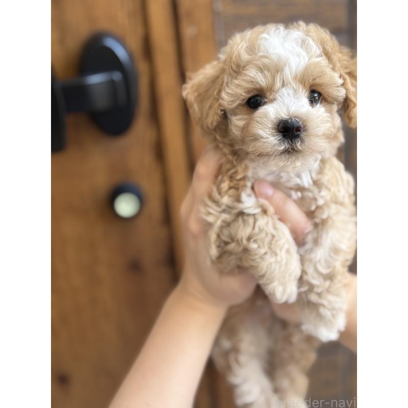 成約済の東京都のマルプー:マルチーズ×トイプードル-401632の4枚目