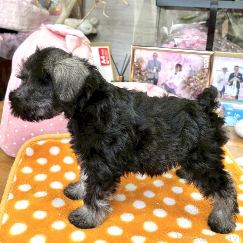販売中の大阪府のミニチュアシュナウザー-401622の9枚目