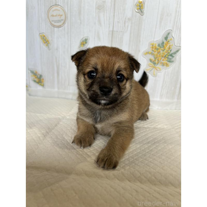 販売中の群馬県のミックス犬-401629の3枚目