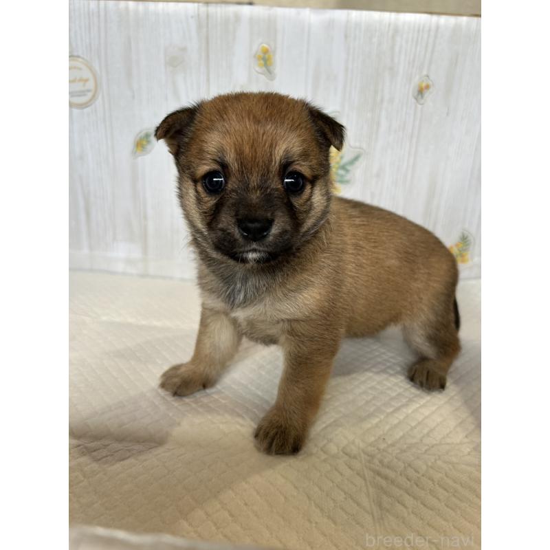 販売中の群馬県のミックス犬-401629の1枚目