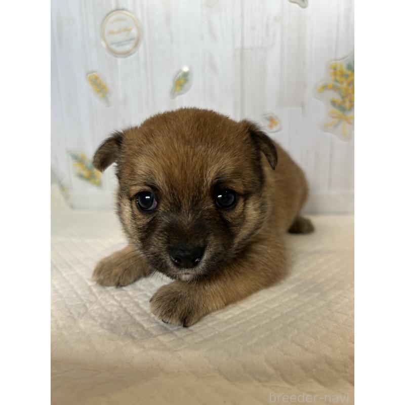販売中の群馬県のミックス犬-401629の2枚目