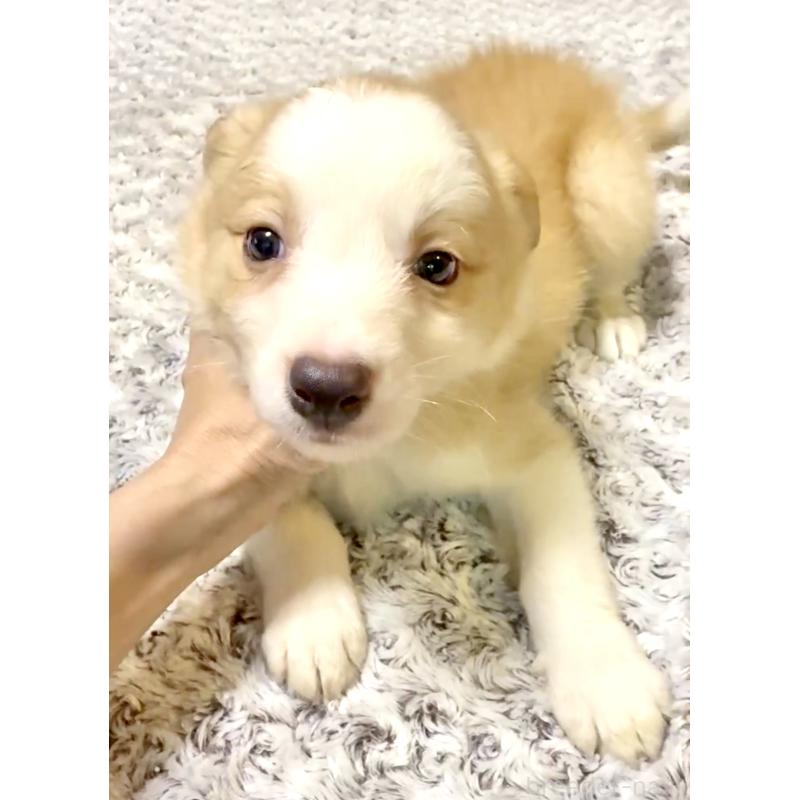 商談中の奈良県のボーダーコリー-401634の16枚目