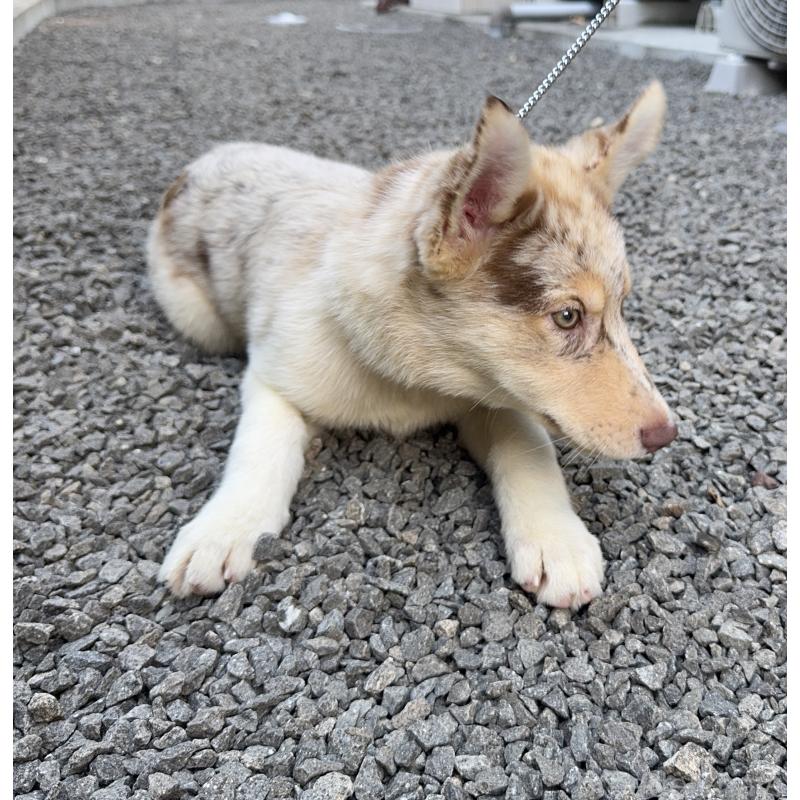 販売中の山梨県のオゥスキー:オーストラリアンシェパード×ハスキー-381503の2枚目