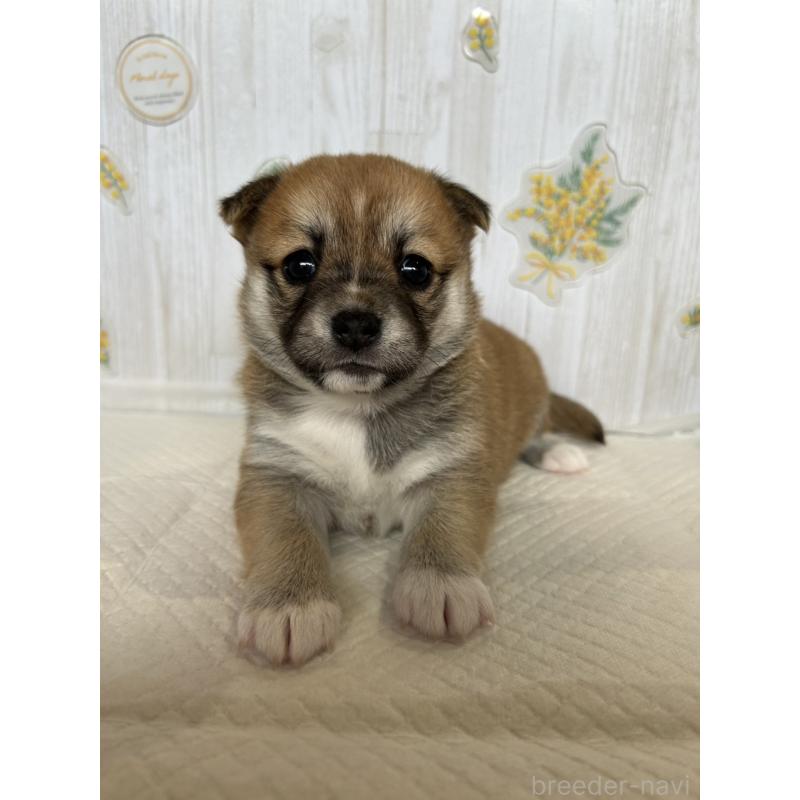 販売中の群馬県のミックス犬-401630