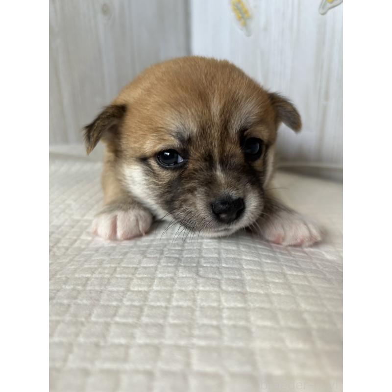 販売中の群馬県のミックス犬-401630の3枚目