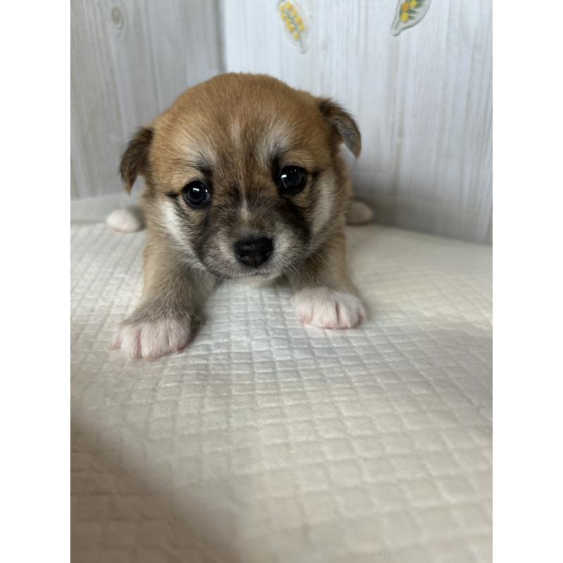 販売中の群馬県のミックス犬-401630の2枚目