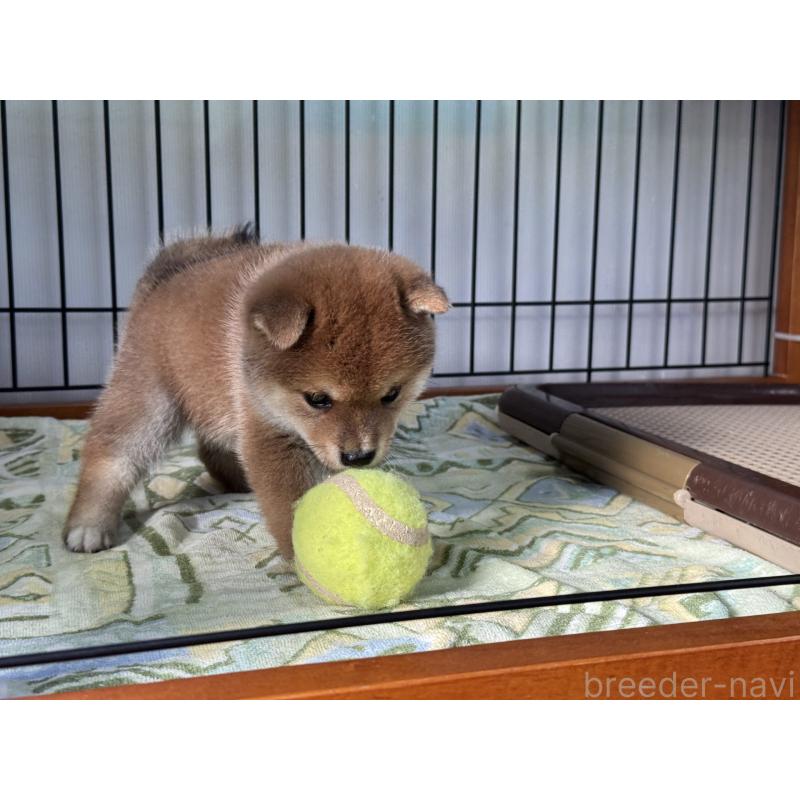 販売中の岡山県の豆柴-401642の5枚目