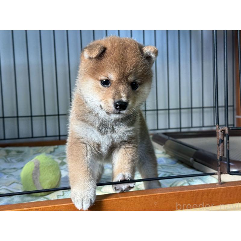 販売中の岡山県の豆柴-401642の4枚目