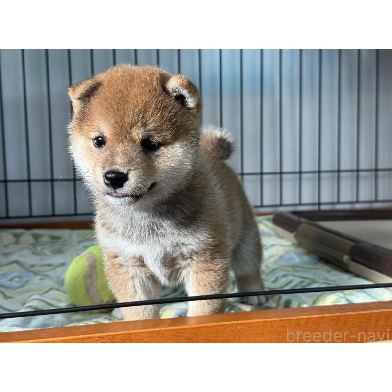 販売中の岡山県の豆柴-401642の3枚目