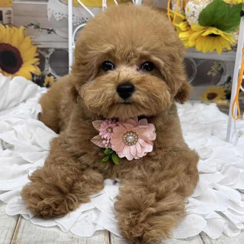 販売中の広島県のトイプードル-385413の5枚目