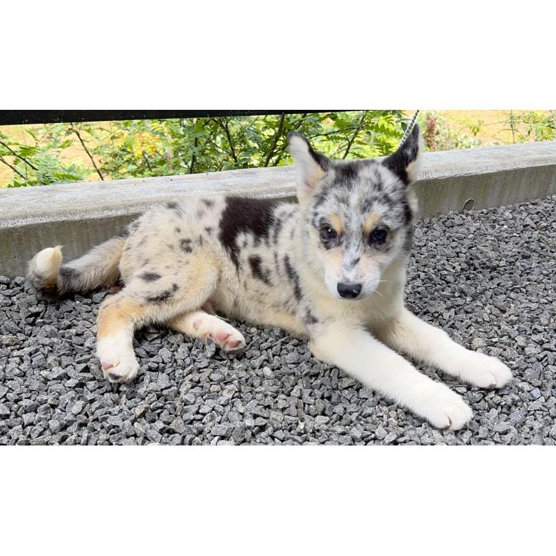 販売中の山梨県のオゥスキー:オーストラリアンシェパード×ハスキー-381501の9枚目