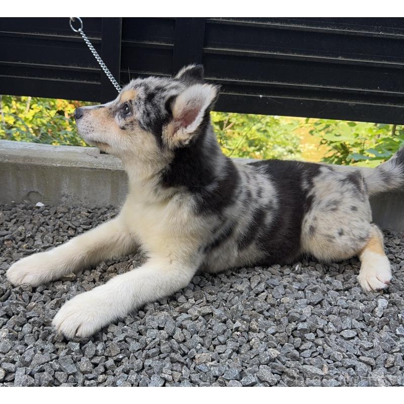 販売中の山梨県のオゥスキー:オーストラリアンシェパード×ハスキー-381501の6枚目