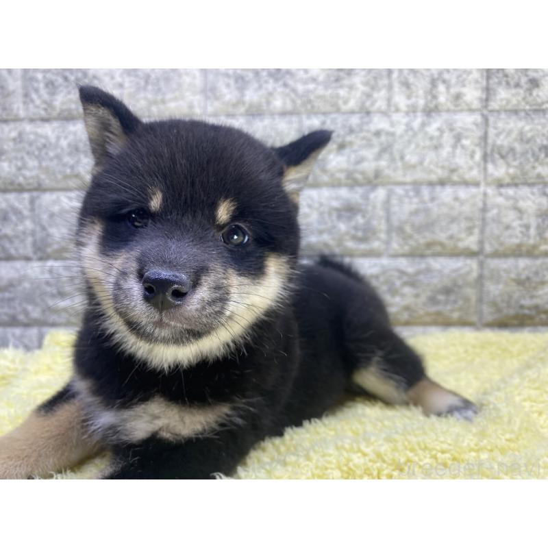 商談中の茨城県の豆柴-398323の5枚目