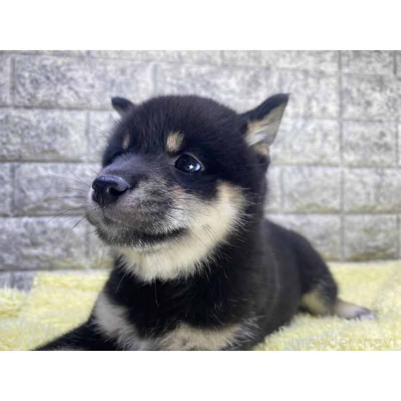 商談中の茨城県の豆柴-398323の4枚目