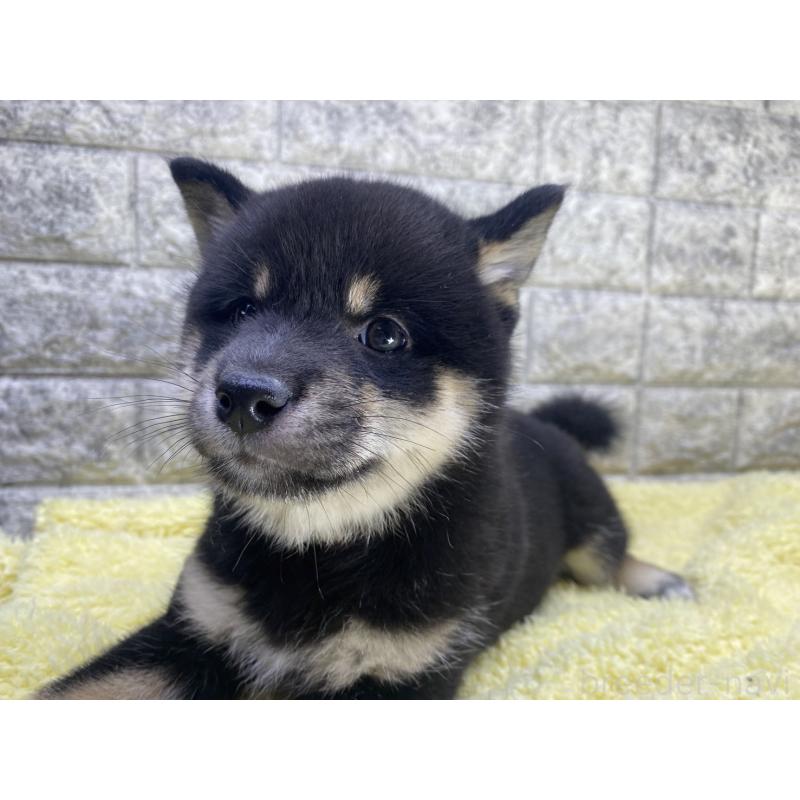 商談中の茨城県の豆柴-398323の2枚目