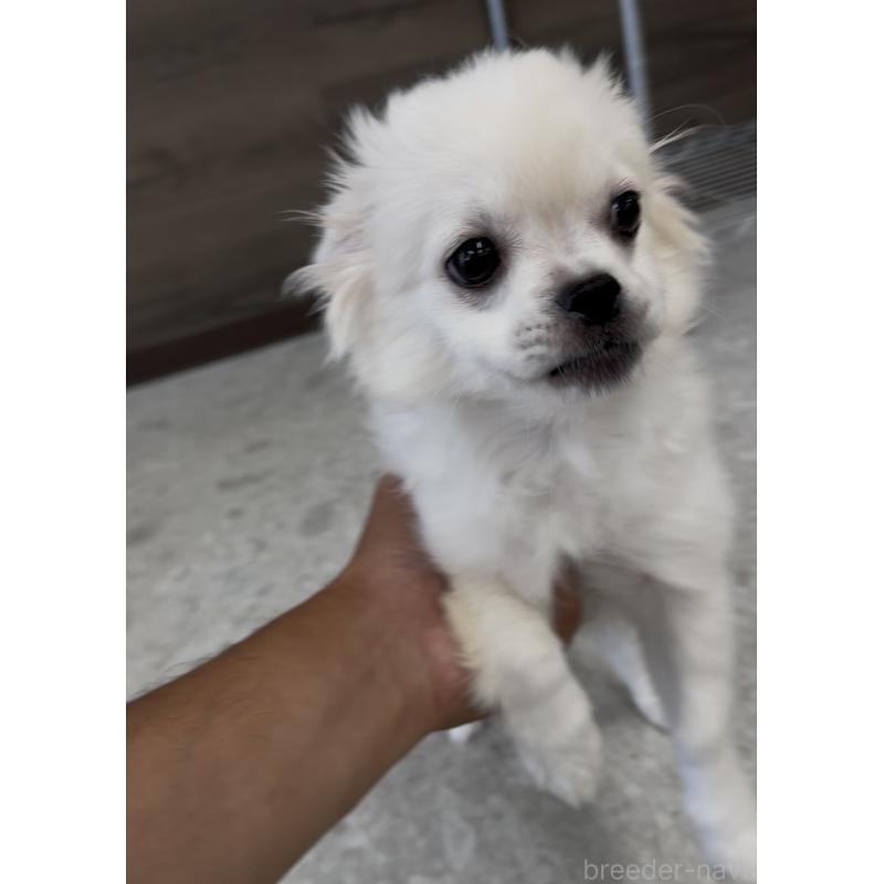 販売中の福岡県のミックス犬-390772の4枚目