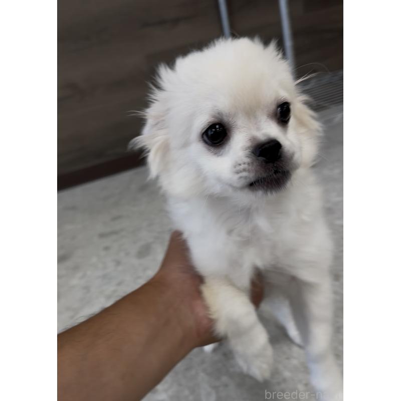 販売中の福岡県のミックス犬-390772の3枚目