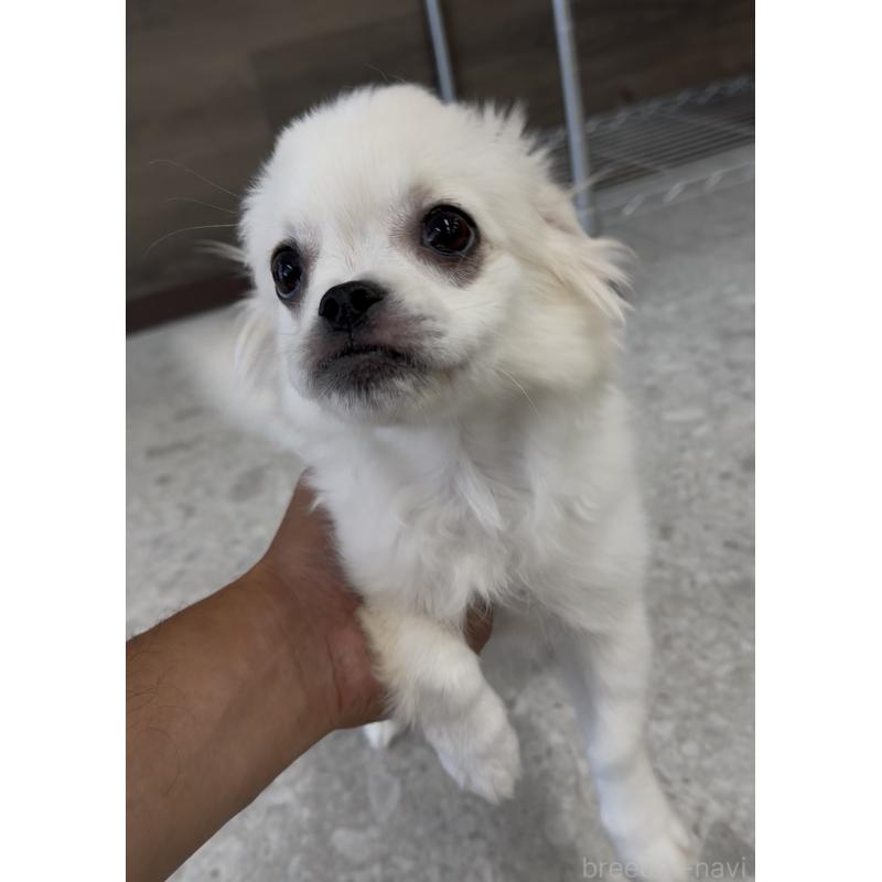 販売中の福岡県のミックス犬-390772の2枚目