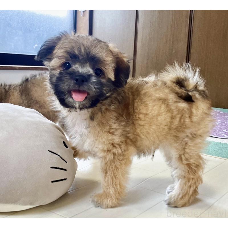 販売中の福岡県のミックス犬-387535の20枚目
