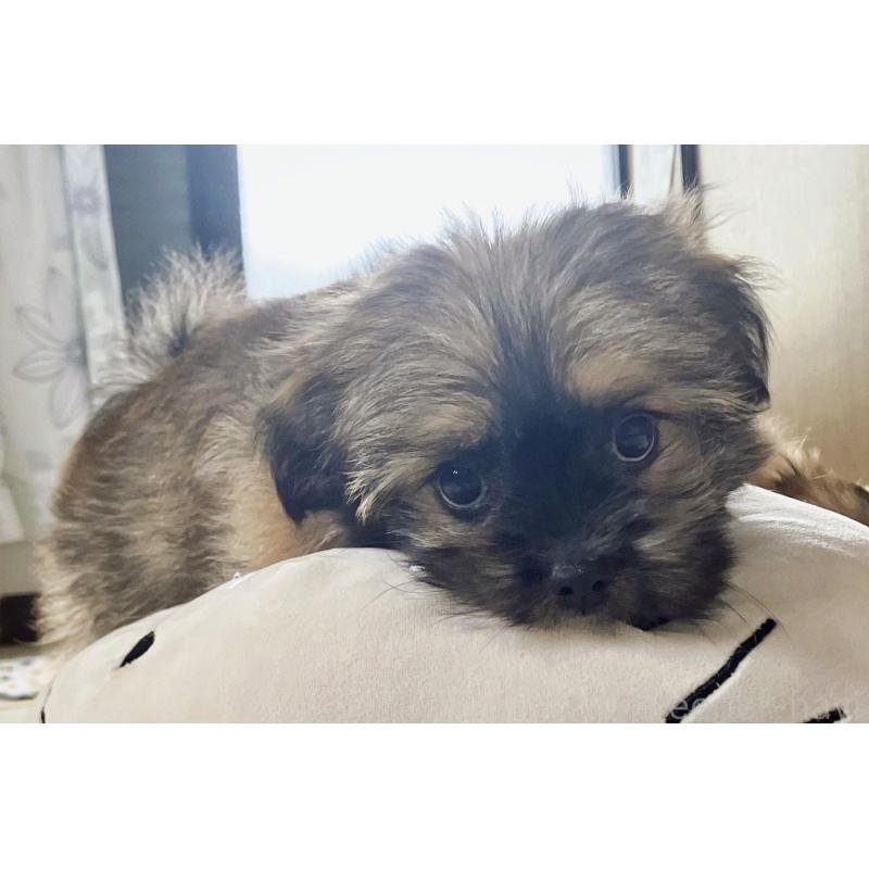 販売中の福岡県のミックス犬-387534の15枚目