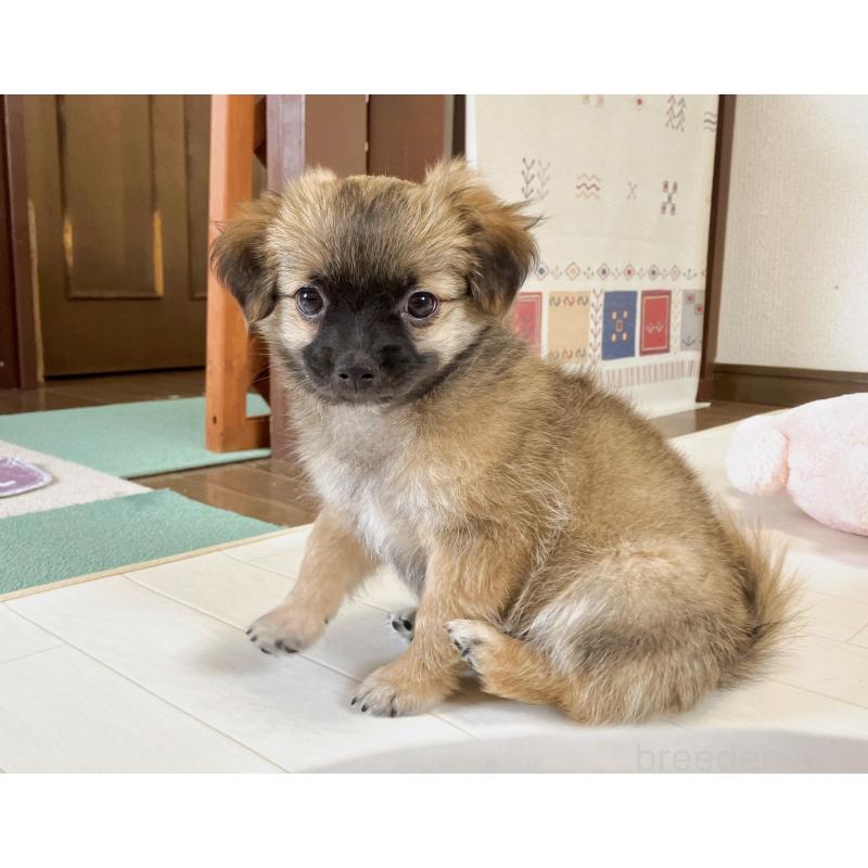 販売中の福岡県のミックス犬-387533の10枚目