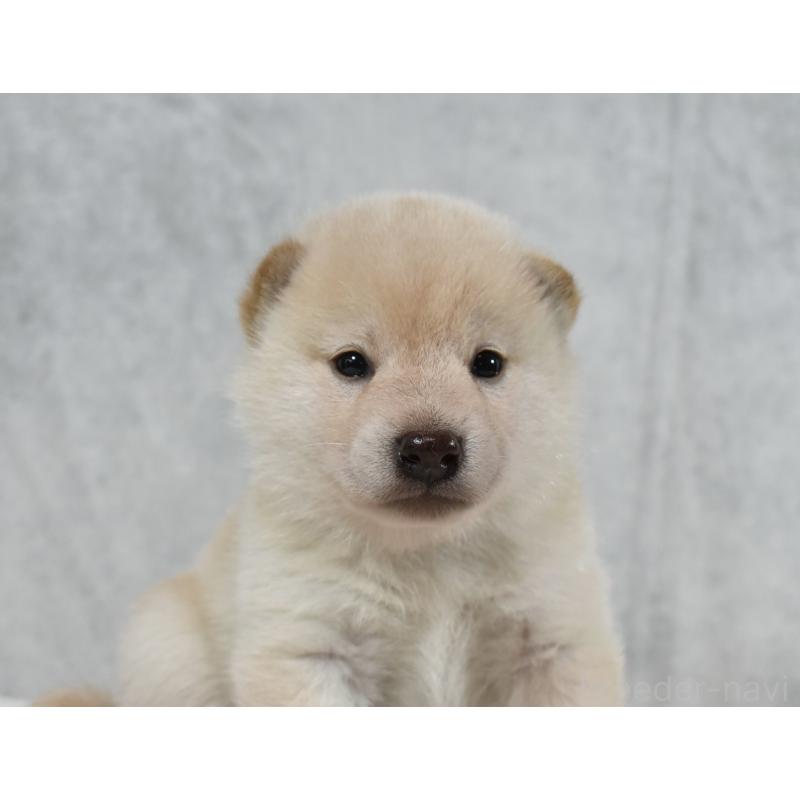販売中の神奈川県の柴犬-401669の3枚目