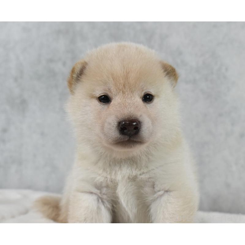 販売中の神奈川県の柴犬-401669の2枚目