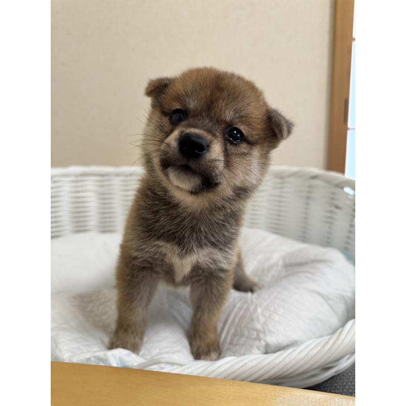 商談中の兵庫県の豆柴-401674の1枚目