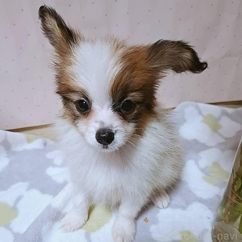 成約済の愛媛県のパピヨン-399170の3枚目