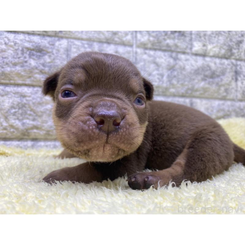 販売中の茨城県のエキゾチックブリー-401717