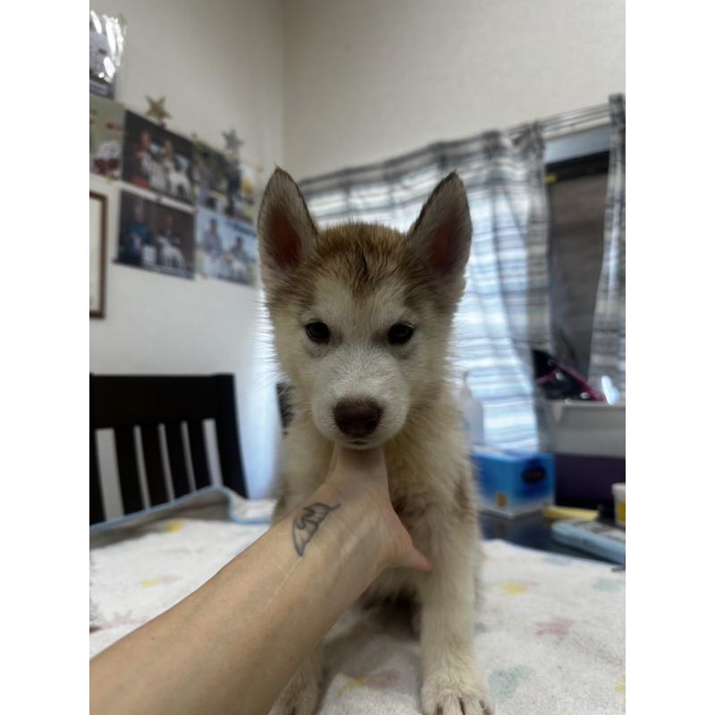 販売中の千葉県のシベリアンハスキー-401722の5枚目