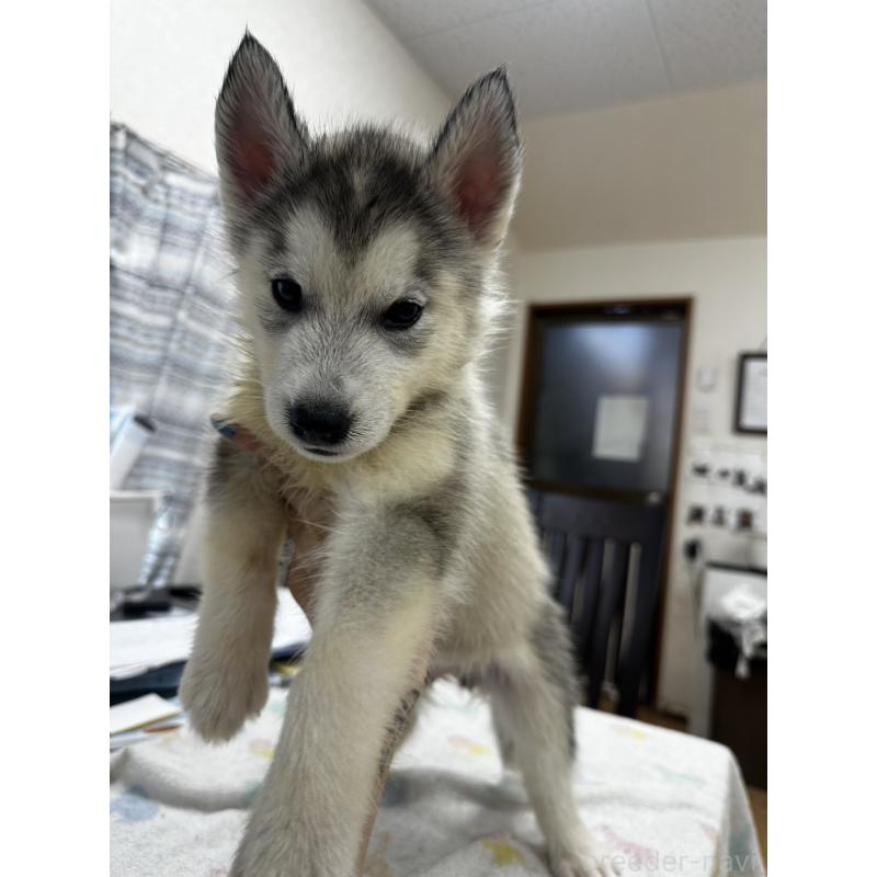販売中の千葉県のシベリアンハスキー-401730の4枚目