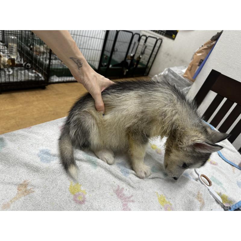 販売中の千葉県のシベリアンハスキー-401730の3枚目