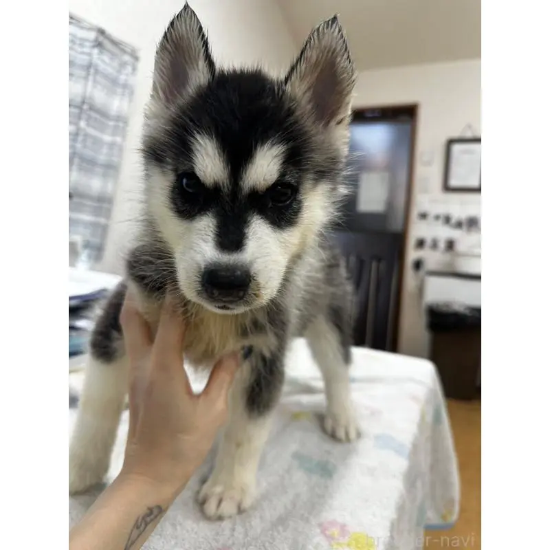 販売中の千葉県のシベリアンハスキー-401731
