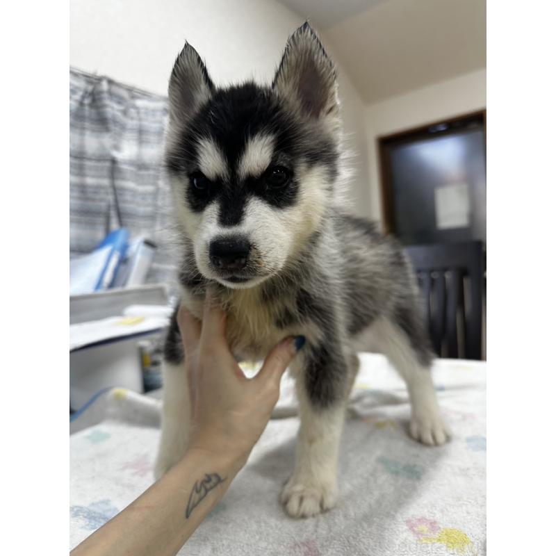 販売中の千葉県のシベリアンハスキー-401731の5枚目