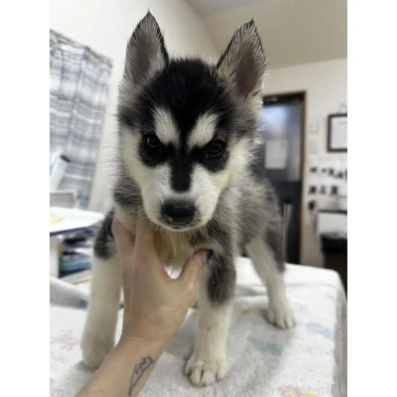 販売中の千葉県のシベリアンハスキー-401731の4枚目
