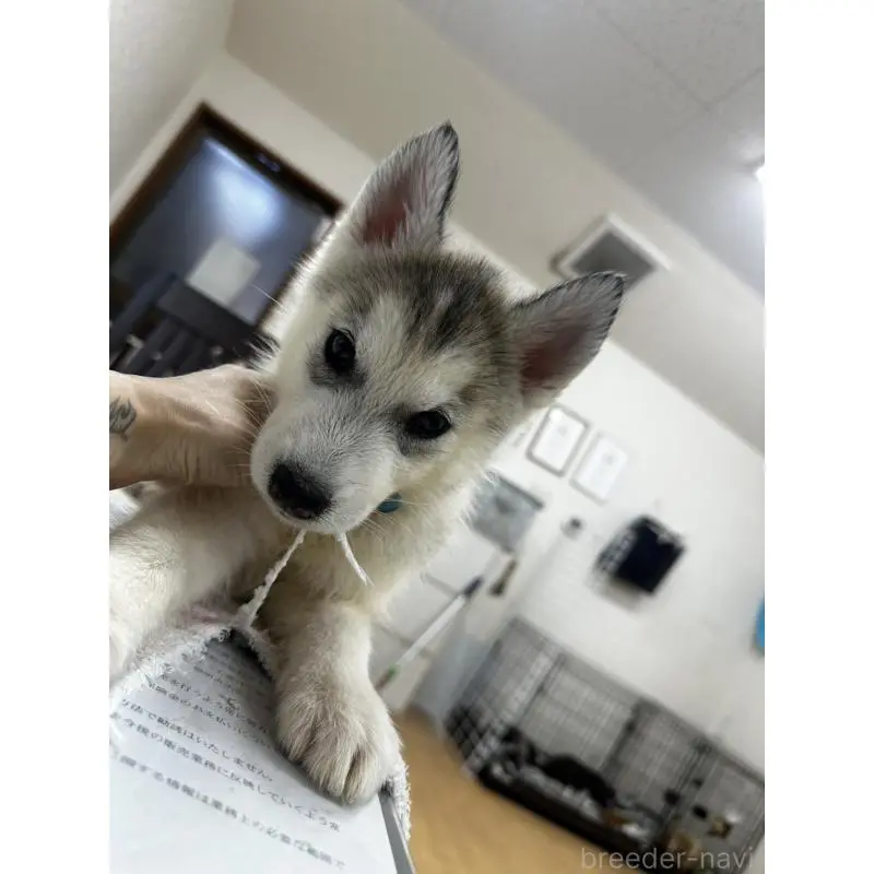 販売中の千葉県のシベリアンハスキー-401732