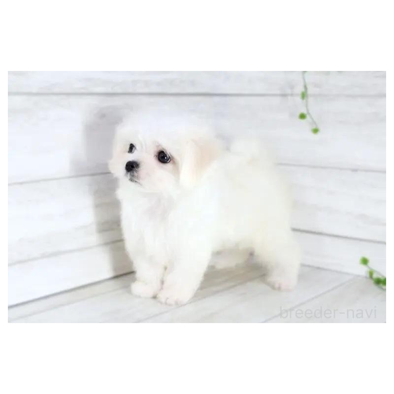 販売中の京都府のマルチーズ-401735の8枚目