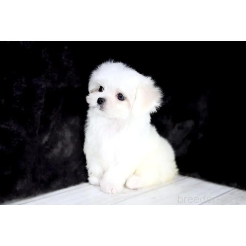 販売中の京都府のマルチーズ-401735の1枚目