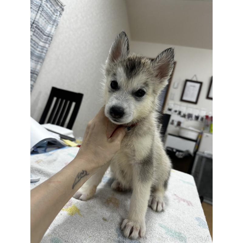 販売中の千葉県のシベリアンハスキー-401737の5枚目