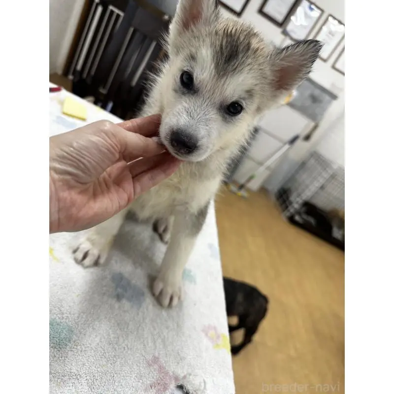 販売中の千葉県のシベリアンハスキー-401737