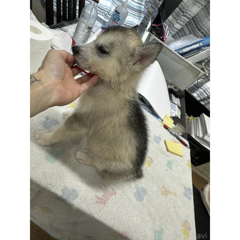 販売中の千葉県のシベリアンハスキー-401737の3枚目