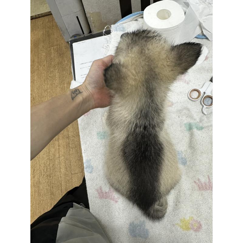 販売中の千葉県のシベリアンハスキー-401737の2枚目