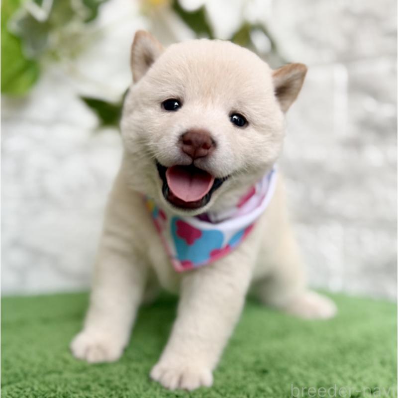 成約済の埼玉県の柴犬-399676の8枚目