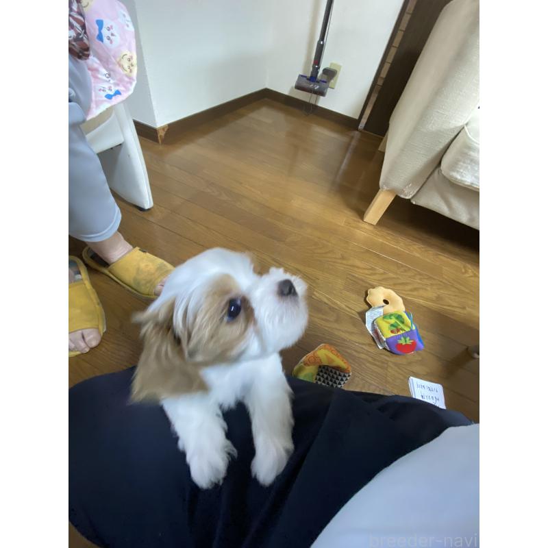 販売中の熊本県のミックス犬-401756の6枚目