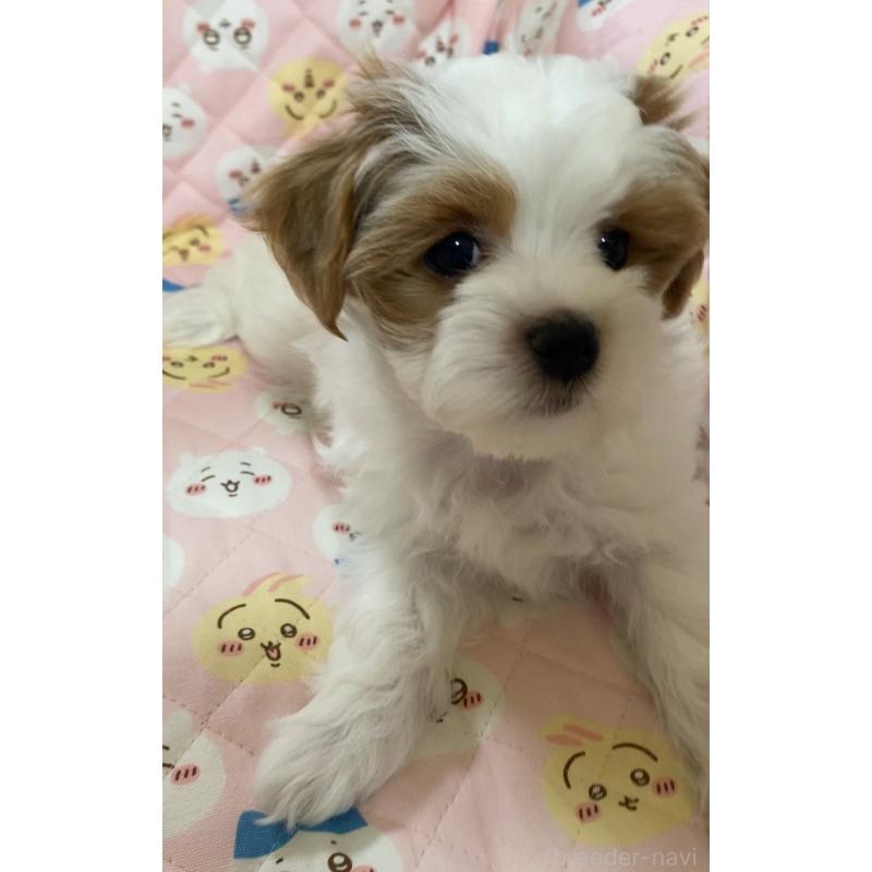 販売中の熊本県のミックス犬-401756の5枚目