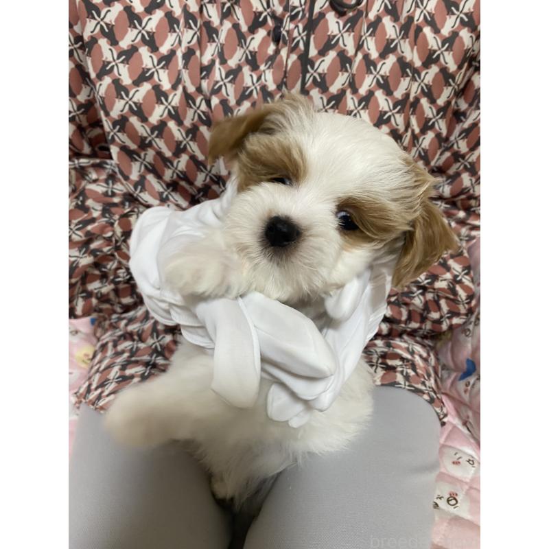 販売中の熊本県のミックス犬-401756の4枚目