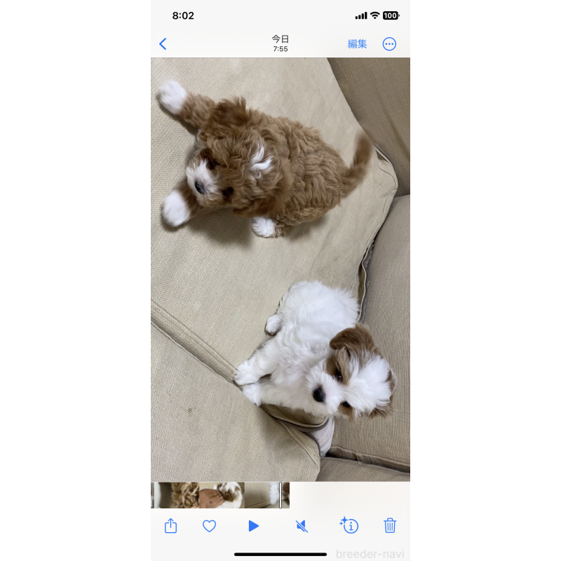販売中の熊本県のミックス犬-401756の2枚目